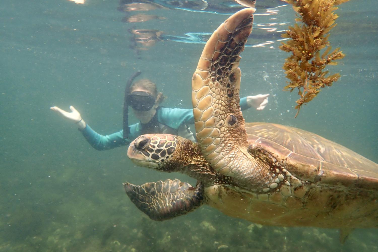 一名<a href='http://orci.ngskmc-eis.net'>博彩网址大全</a>学生在Galápagos群岛游学途中与一只巨龟游泳.